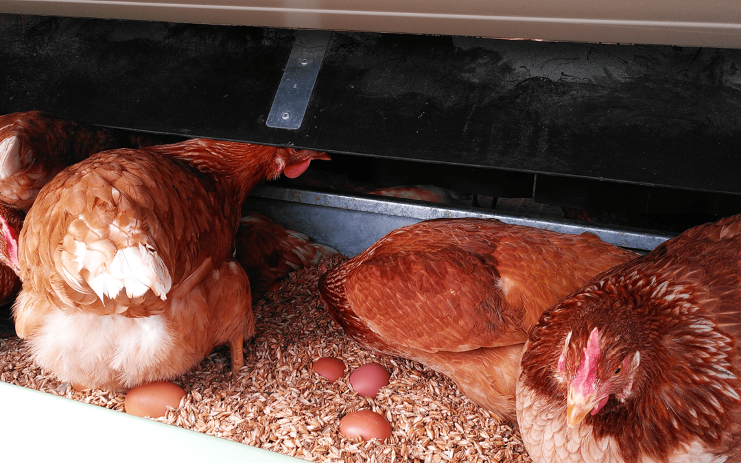 Vente exceptionnelle des premiers œufs de nos poules !